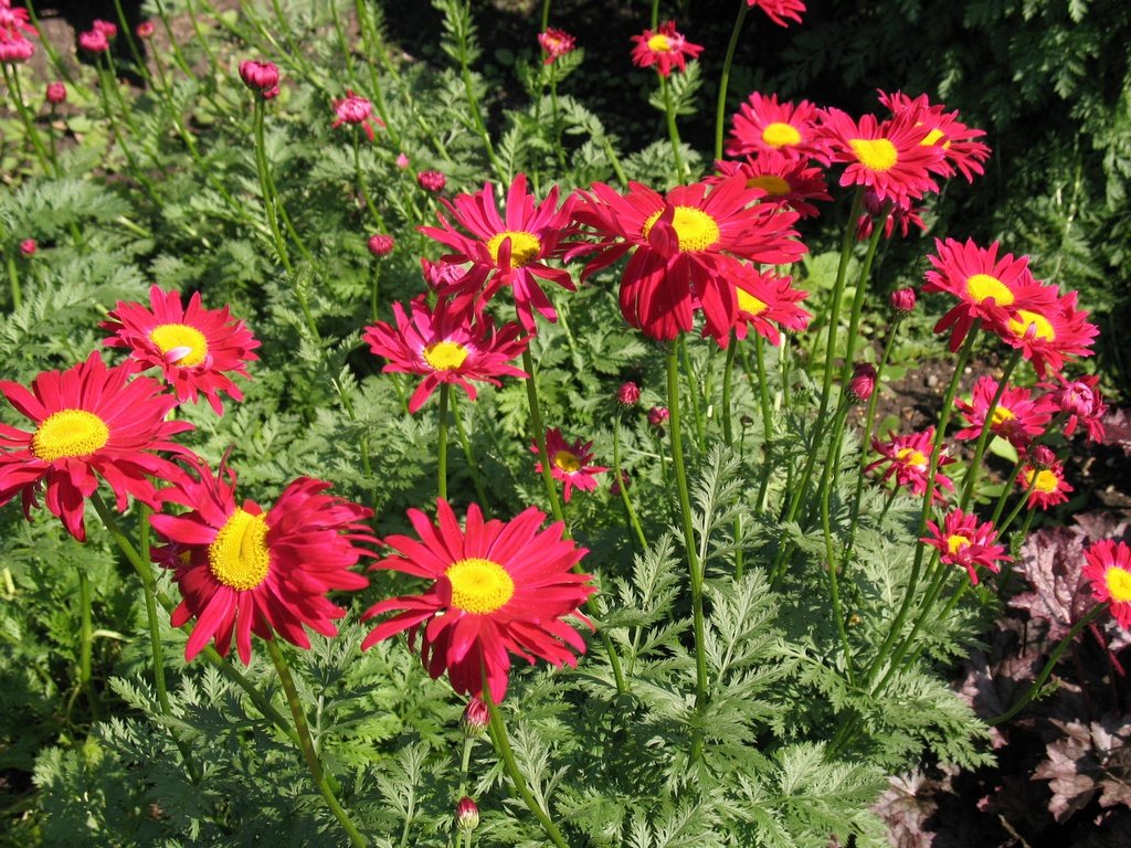 Margaréta šarlátová (Tanacetum coccineum) ROBINSON ´S RED 